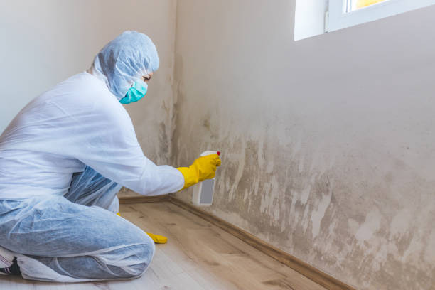 Professional mold removal team in Trenton